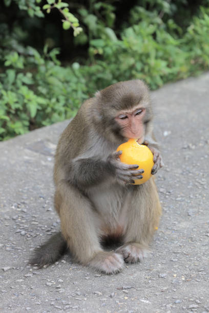 istock monkey in Kam Shan Country Park, hk 488541508