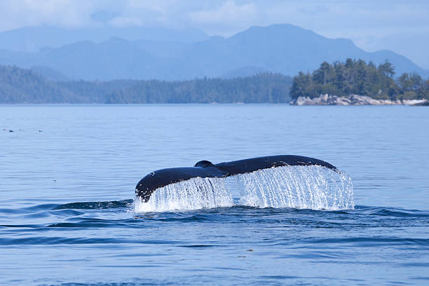 Escorrendo baleia Fluke - foto de acervo