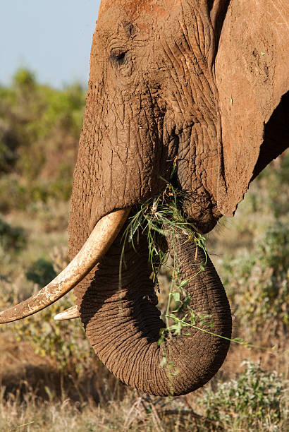 istock Elephant in Tsavo East National Park 488542350