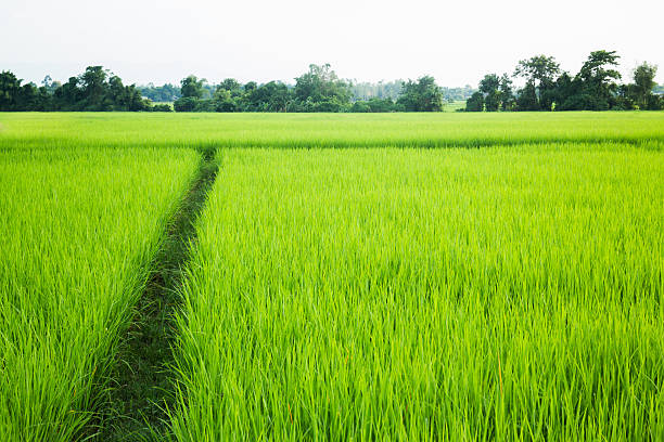 istock Rural rice field green grass 488543298