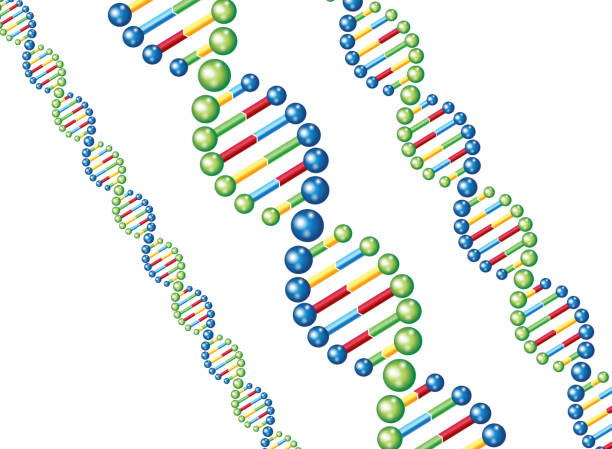 днк - dna helix helix model red stock illustrations