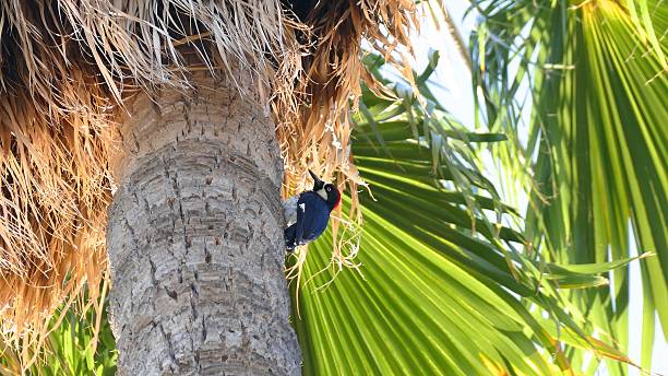 istock acorn woodpecker in a palm tree 488545074