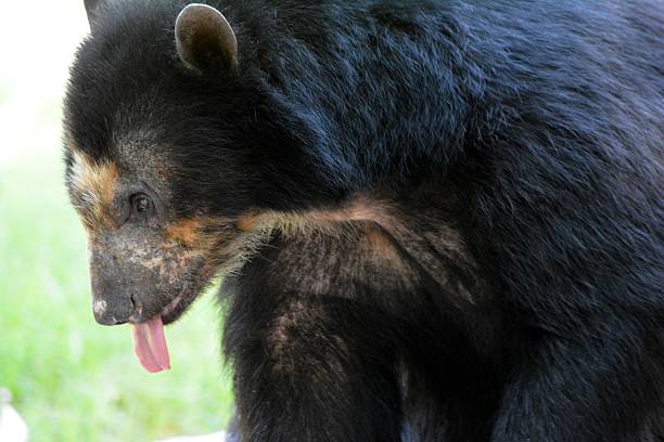 Andean Bear stock photo