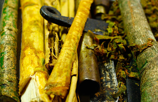 istock Cinnamon industry in Sri Lanka - 1 488545342