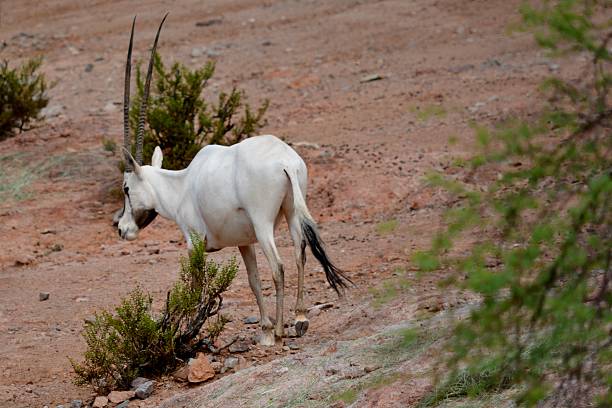 Arabian Oryx stock photo