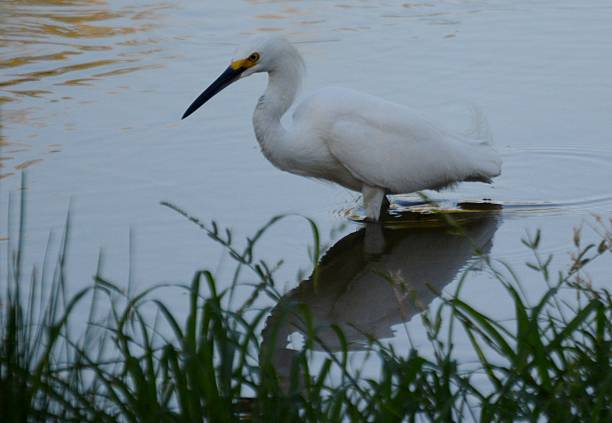 Snowy Egret Wading stock photo