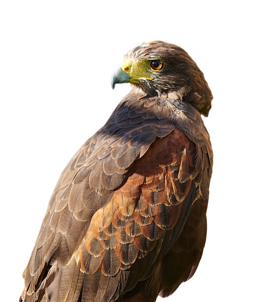 istock Bird of Prey - Harris Hawk isolated on white 488546012