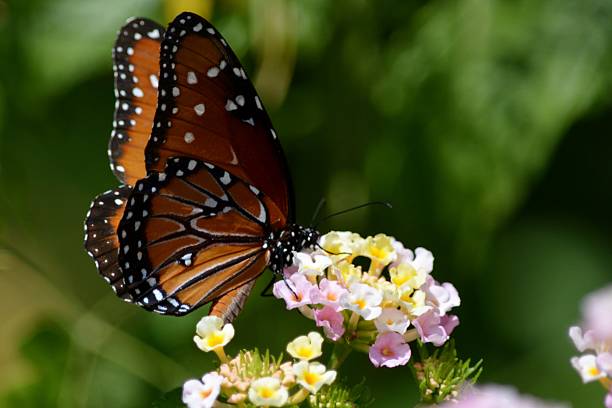 Butterfly on Lantana Flower stock photo