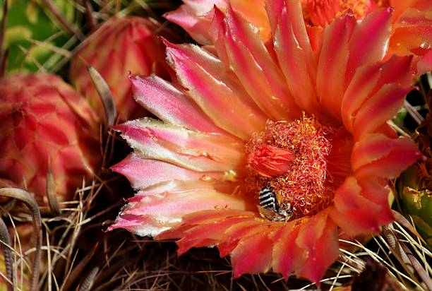 Barrel Cactus in Full Bloom stock photo