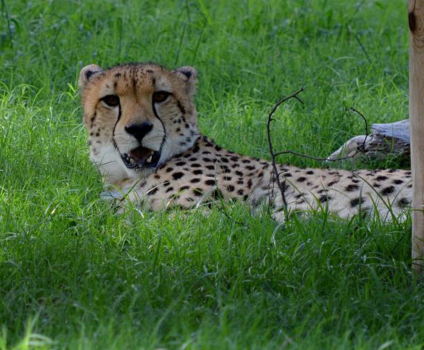 Cheetah Laying in the Shade stock photo