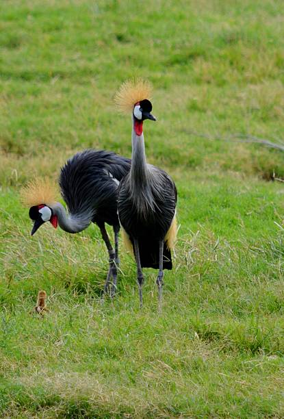 Crowned Cranes stock photo