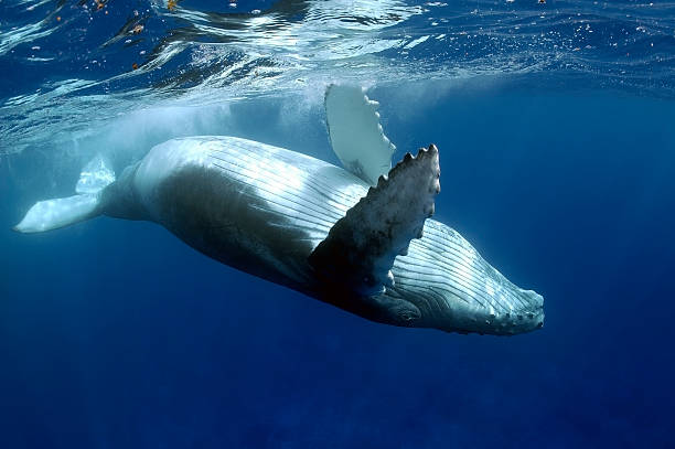HUMPBACK WHALE stock photo