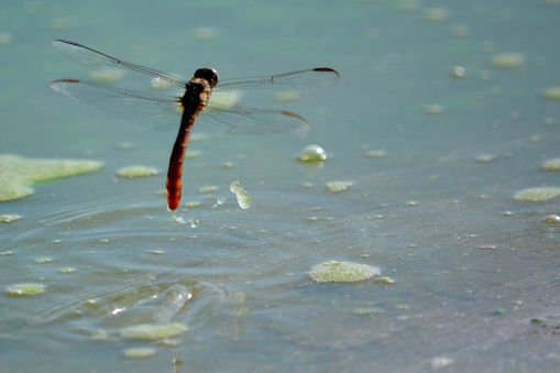 Dragonfly dipping it's tail in the pond