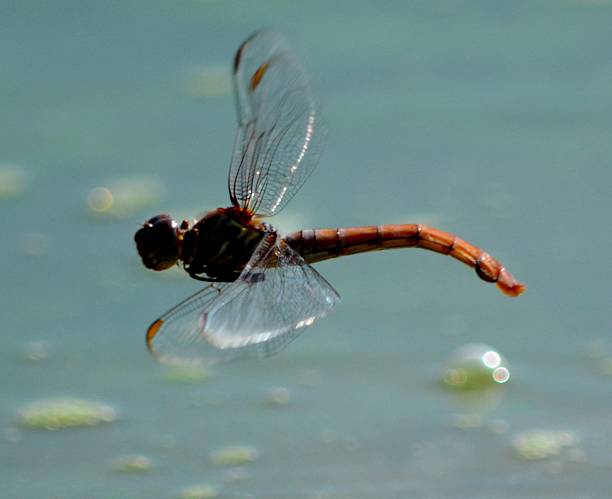 Dragonfly in Flight stock photo