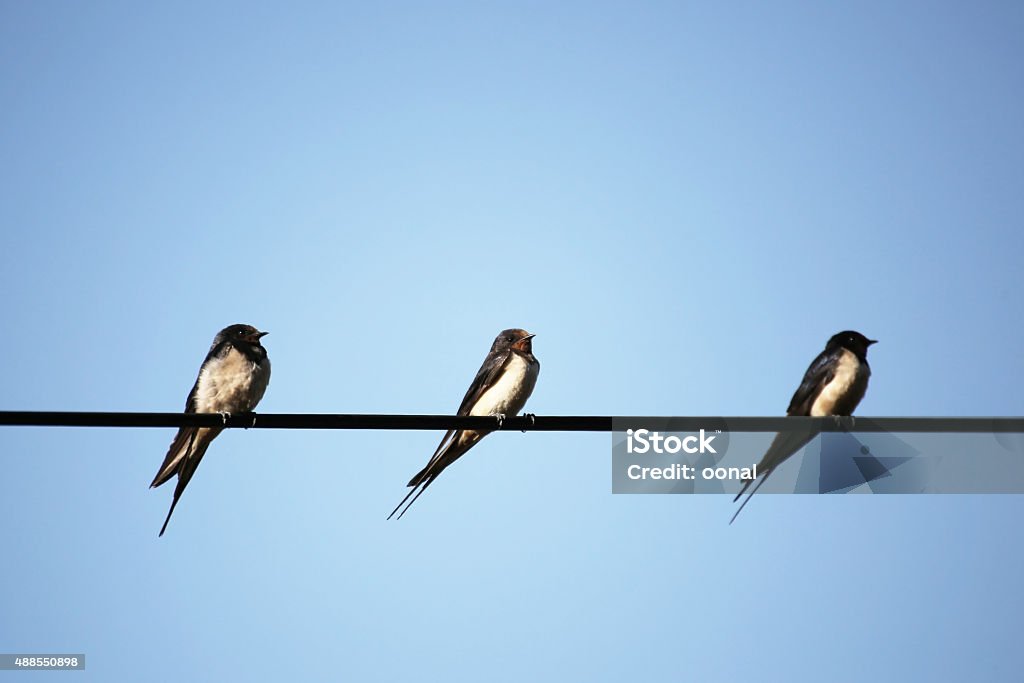 Three Birds on string 2015 Stock Photo