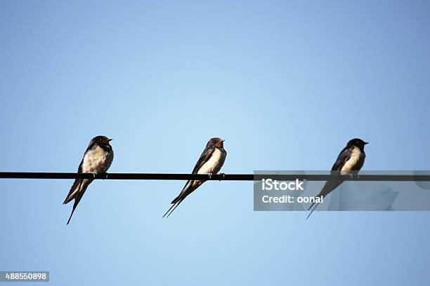 Three Birds On String Stock Photo - Download Image Now - 2015, Animal Body Part, Animal Wing