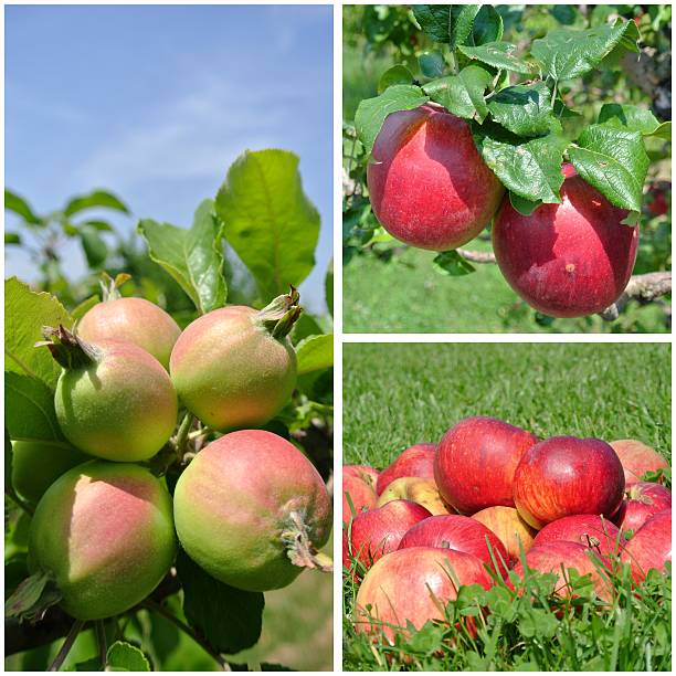 istock Apple fruit collage; green and ripe apples in an orchard 488553618