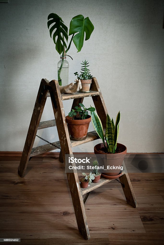 vintage ladder with plants Plant Stock Photo
