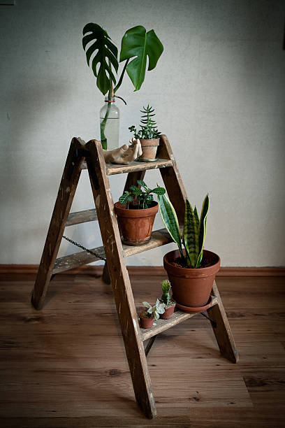 vintage ladder with plants vintage ladder with plants sanseveria trifasciata photos stock pictures, royalty-free photos & images
