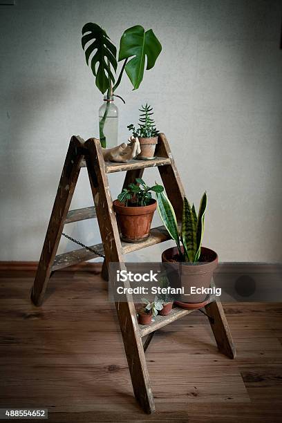 Vintage Ladder With Plants Stock Photo - Download Image Now - Plant, Ladder, Home Decor