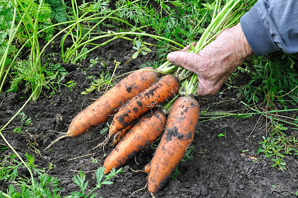 farmer hold freshly harvested ripe carrots in the vegetable garden