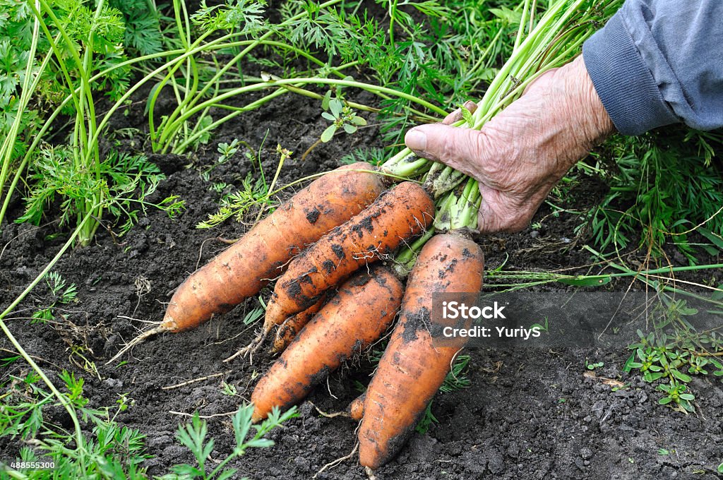 Agricultor segure recém-colhidas maduras cenoura - Foto de stock de Cenoura royalty-free