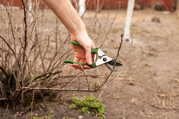 istock Gardener is cutting a currant with a pruner 488555696