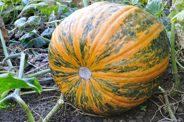 istock close-up of pumpkin 488555866