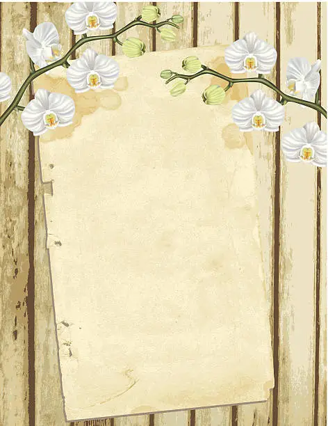 Vector illustration of White Phalaenopsis Orchid On Old Wood