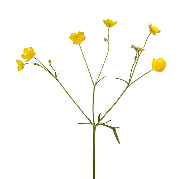 istock wild isolated golden buttercup flower 488556190