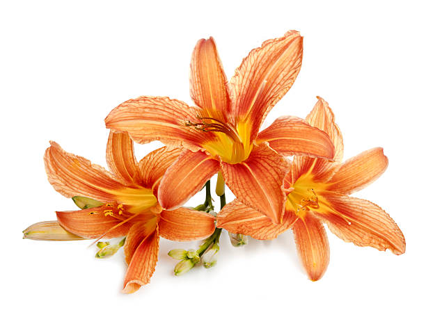 istock three flowers of lily close 488556307