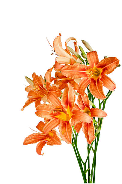 istock bouquet of lilies 488556333