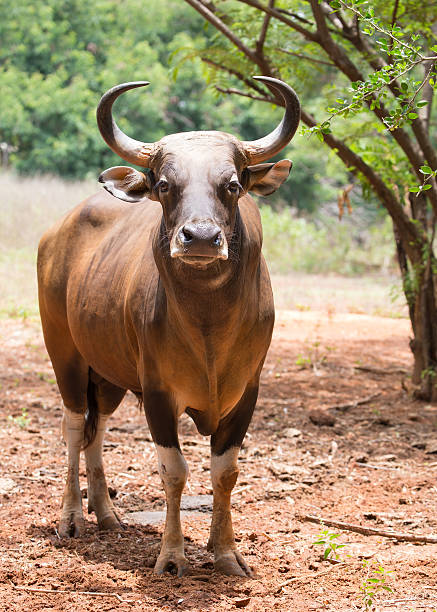 istock gaur in Korat open zoo 488556357