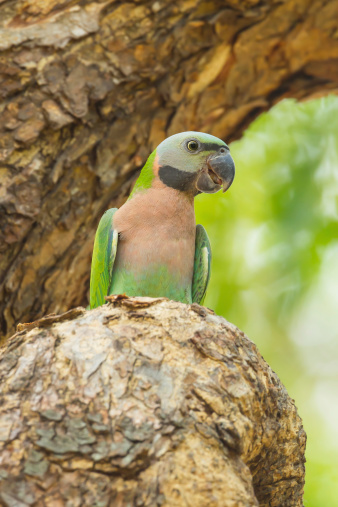 The portrait of Red-breasted parakeet(Psittacula alexandri) on the tree in nature