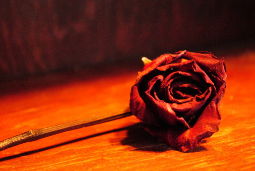 Solitary long-stem red rose, dried atop table