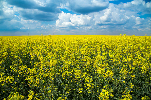 istock Canola, rapeseed crops field flowering over blue couds 488556727