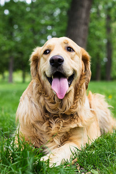 istock Funny Golden Retriever 488556861