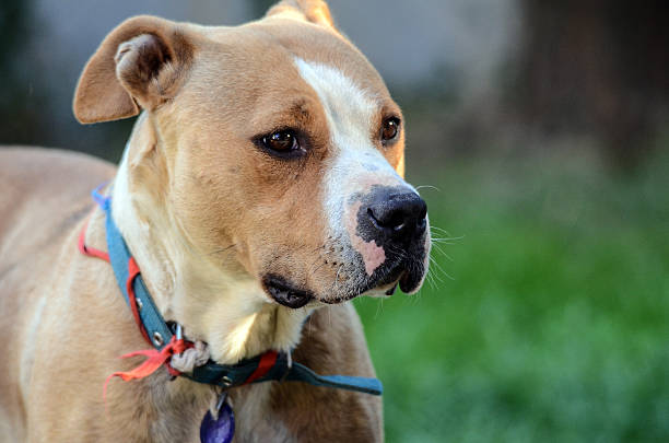 istock American Staffordshire Terrier  (female 2 years old) 488557080