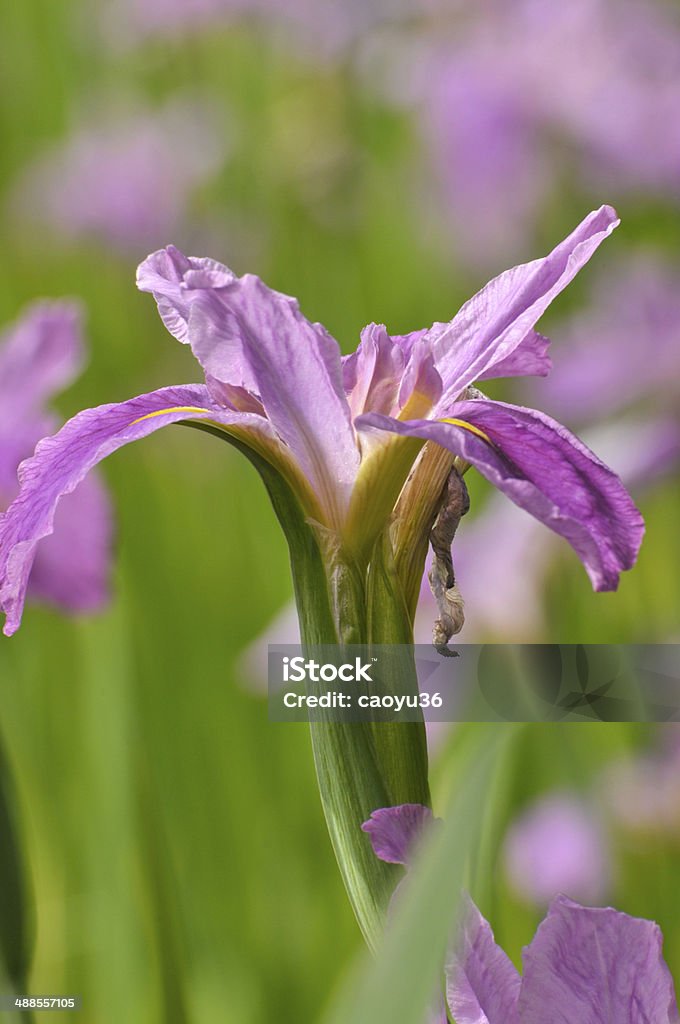 Blossom purple gladiolus flower Beauty Stock Photo