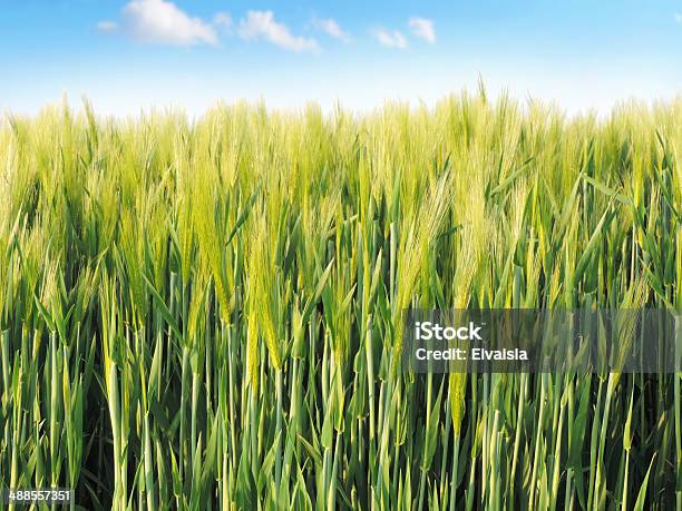 Cornfield Foto de stock y más banco de imágenes de Agricultura - Agricultura, Aire libre, Azul