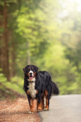Bernese Mountain Dog standing by the side of the road