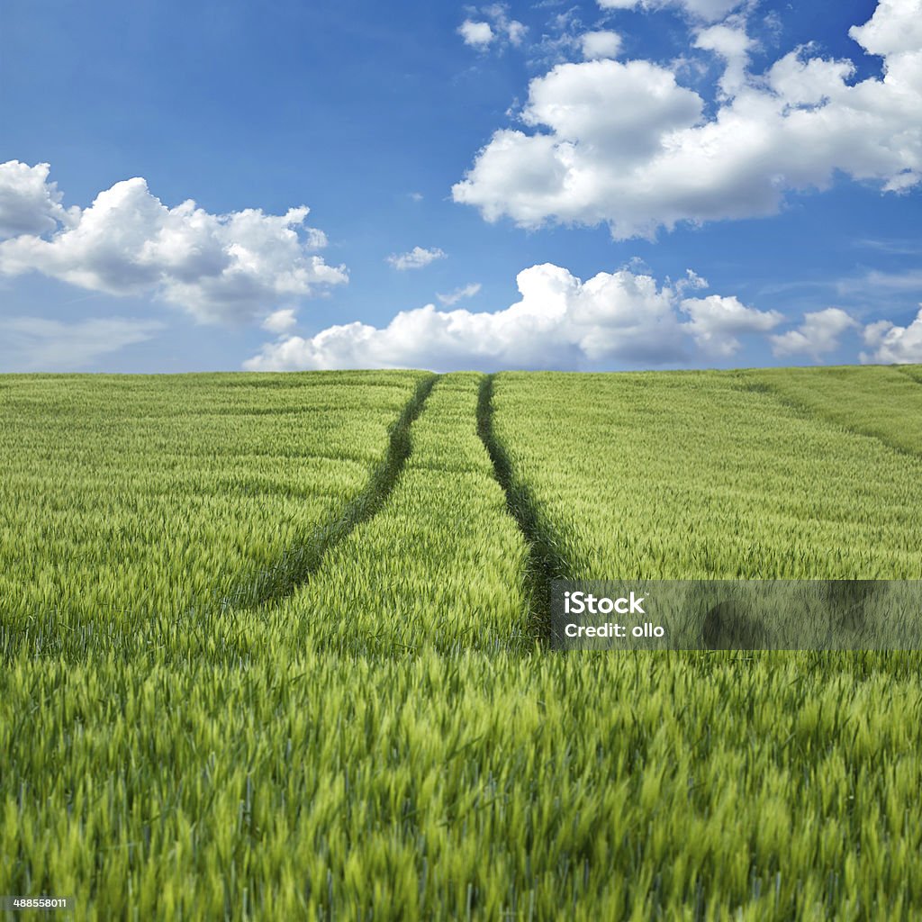 Campo de trigo y pistas de - Foto de stock de Agricultura libre de derechos