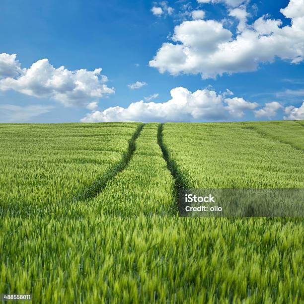 Campo Di Grano E Tracce - Fotografie stock e altre immagini di Agricoltura - Agricoltura, Ambientazione esterna, Ambiente
