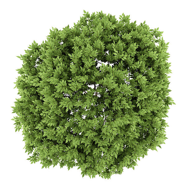 istock top view of elderberry tree isolated on white background 488558150