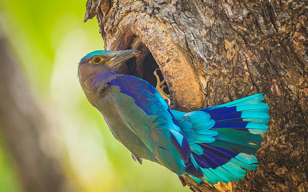 Indian roller Indian roller(Coracias benghalensis) feeding insect to her cubs in hole coracias benghalensis stock pictures, royalty-free photos & images