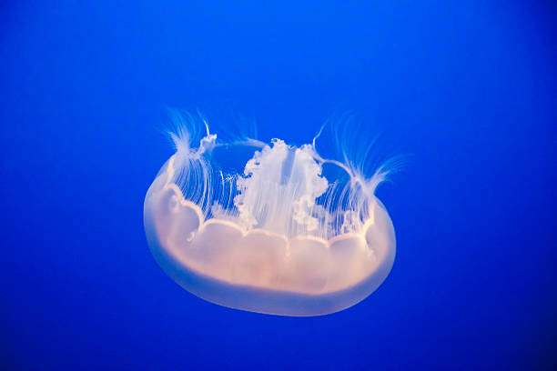 istock Jellyfish in the Blue 488558289