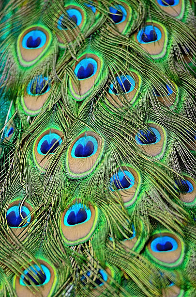 istock male Green Peacock feathers 488558425