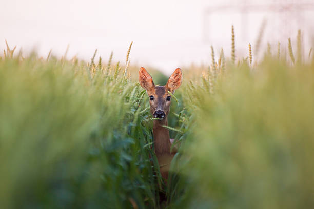 ノロ deer doe の小麦 - ノロジカ ストックフォトと画像