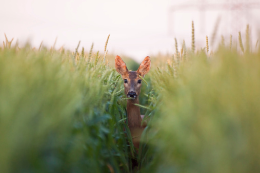 Roe deer doe / Capreolus capreolus / standing in the middle of line in the wheat, blurred background, horizontal orientation
