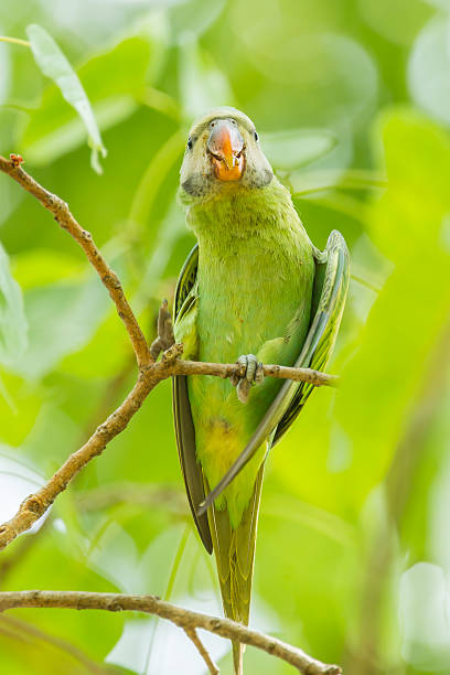 Alexandrine parakeet Alexandrine parakeet(Psittacula eupatria) on the banyan tree in nature male alexandrine parakeet (psittacula eupatria) stock pictures, royalty-free photos & images